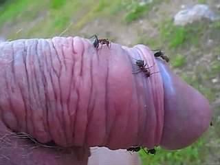 anh chàng Bizarre chọc gà nhỏ của mình vào một đồi kiến ​​và thích nó